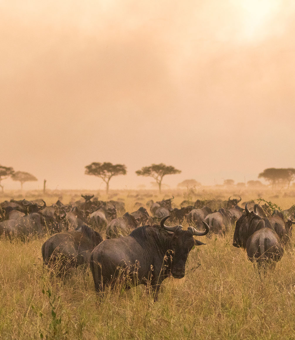 great migration in the serengeti, tanzania at sunset