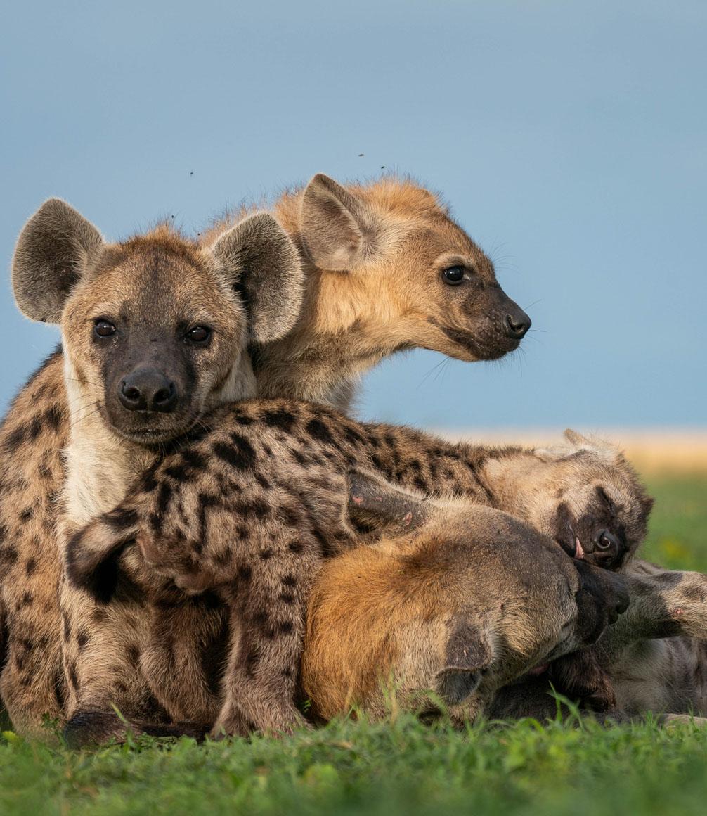 hyena at liuwa plains on walking safari