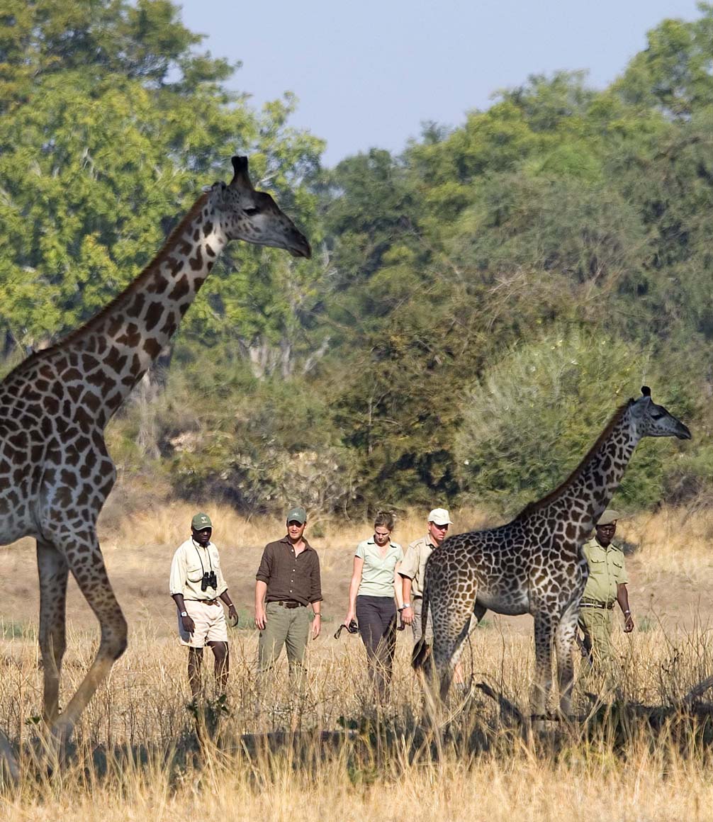 walking safari in south luangwa with giraffe sighting