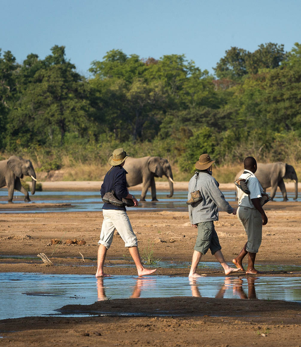 walking safaris in south luangwa spotting elephant