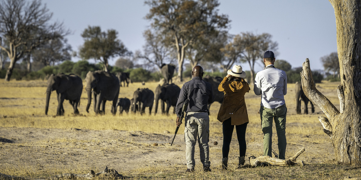 walking safari elephant sighting in hwange national park