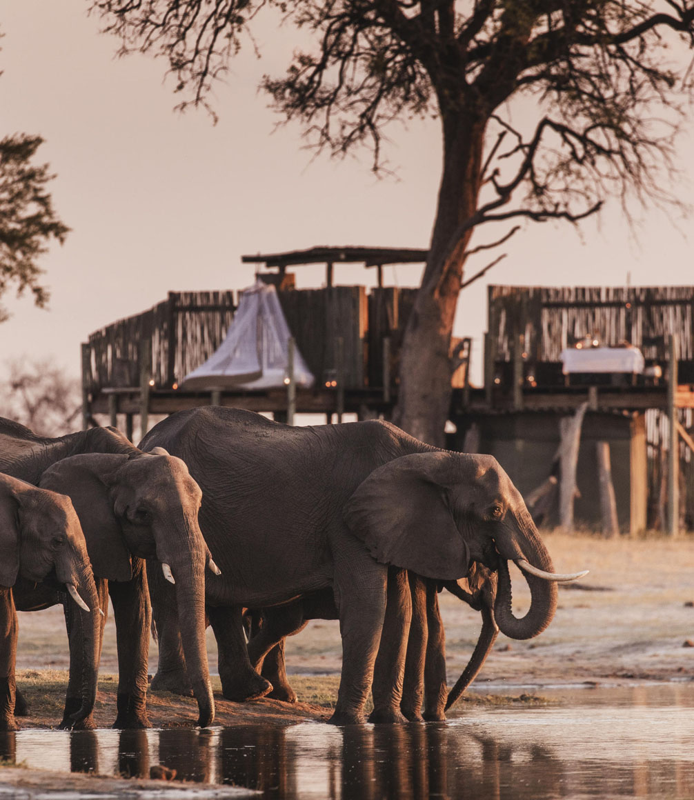 elephants at watering hole in front of sleepout hide at Linkwasha